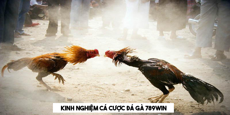 Bí quyết cá cược đá gà 789Win hiệu quả dành cho người chơi